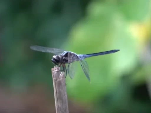 The Ultimate Guide to Attracting Dragonflies and Reducing Mosquitoes