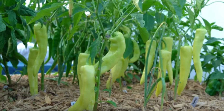 Top Three Pepper Varieties Every Gardener Must Grow